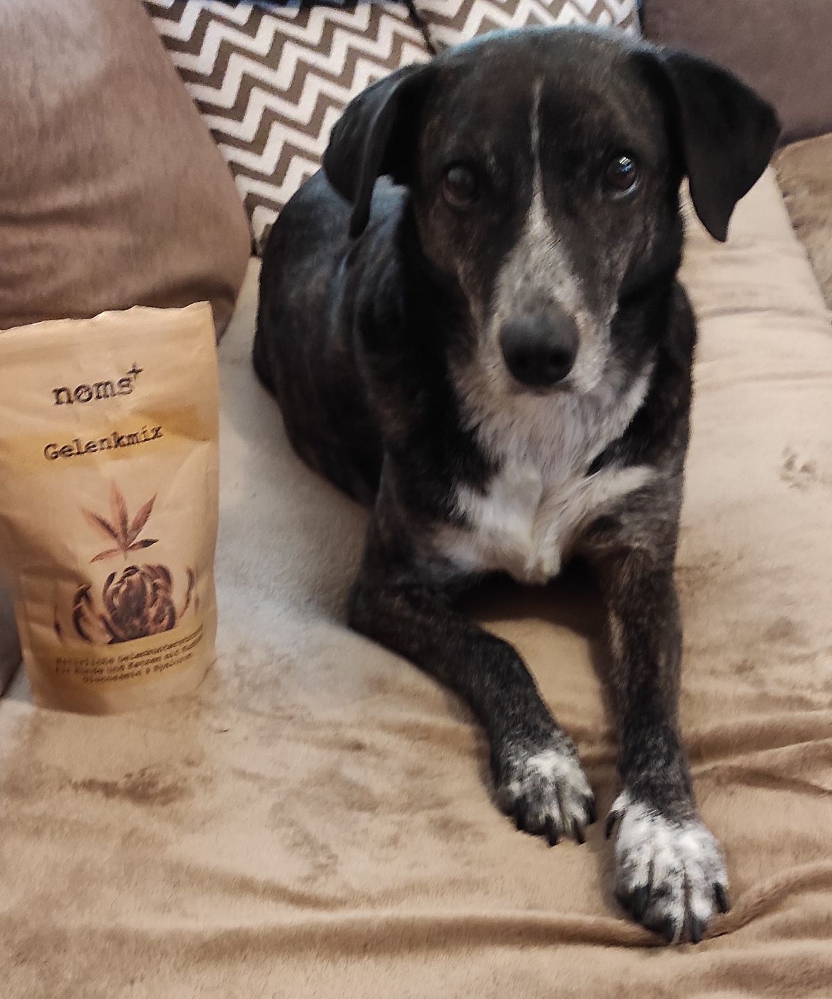 Customer photo review of Gelenkmix für Hunde mit Teufelskralle, Kurkuma & Glucosamin (150g)