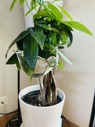 Customer photo review of Mon petit oiseau - Le Jardin de Mamie®