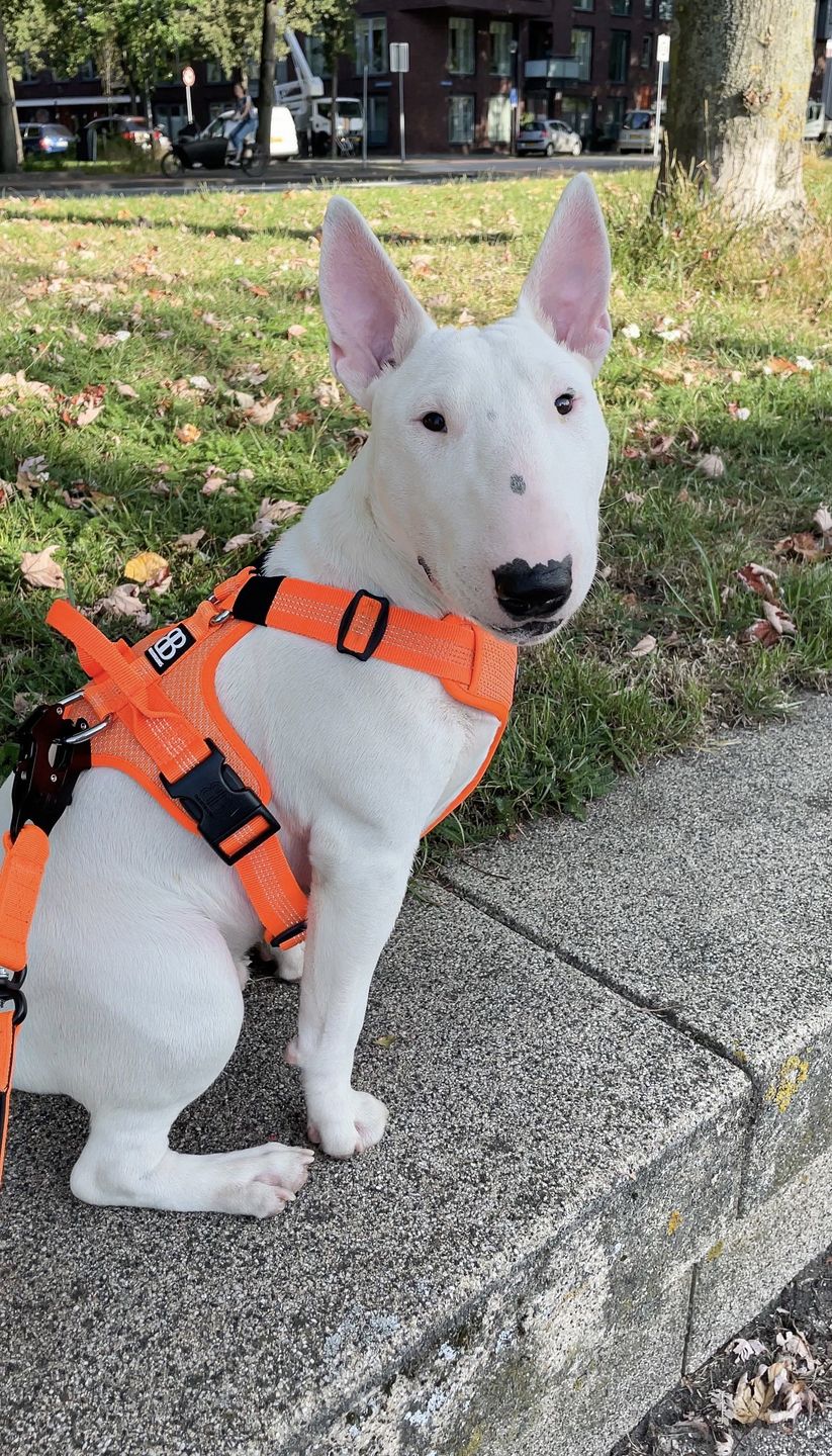Customer photo review of 1.4m Swivel Combat Lead | Neoprene Lined, Secure Rated Clip with Soft Handle - Orange