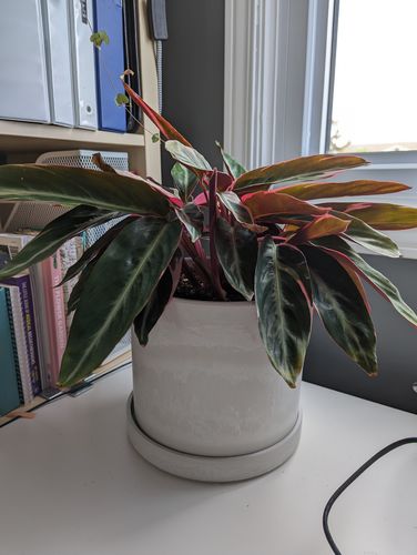 Customer photo review of 8” Signature Stone Planter