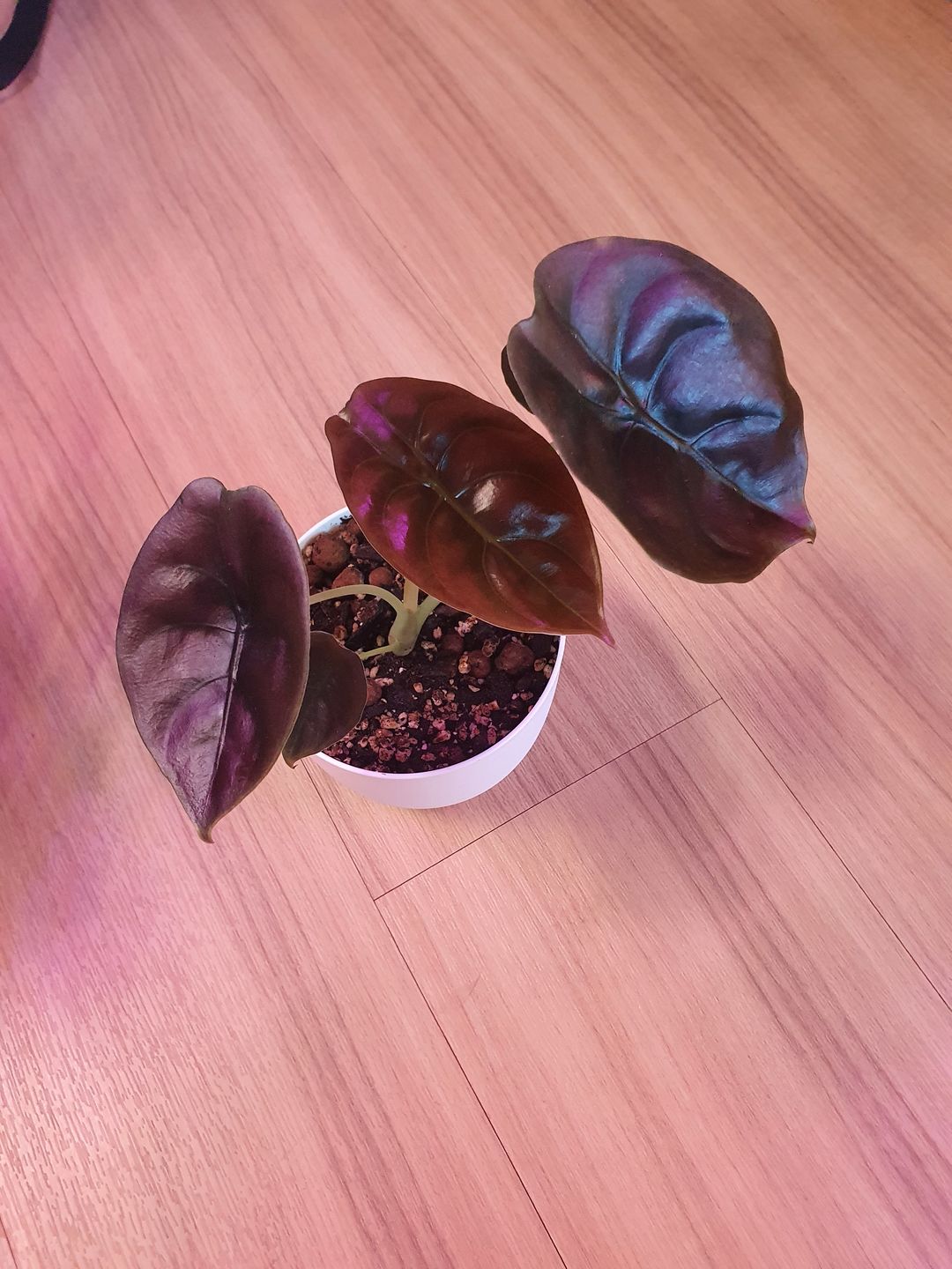 Customer photo review of ALOCASIA CUPREA RED SECRET