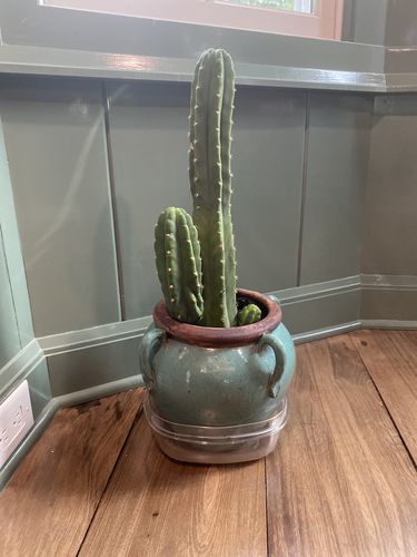 Customer photo review of San Pedro Cactus | Echinopsis pachanoi