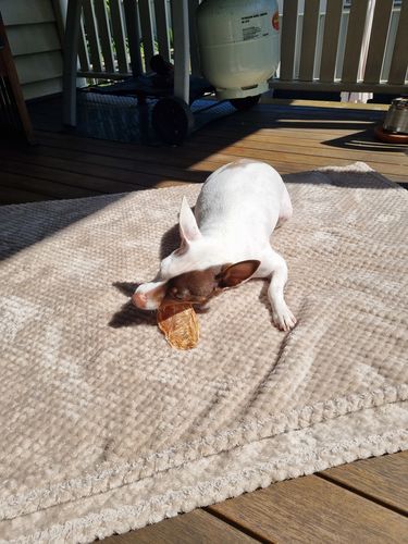 Customer photo review of Premium Chicken Chews