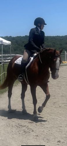 Customer photo review of HR Farm Women's Competition Jacket Horse Riding Show Coat