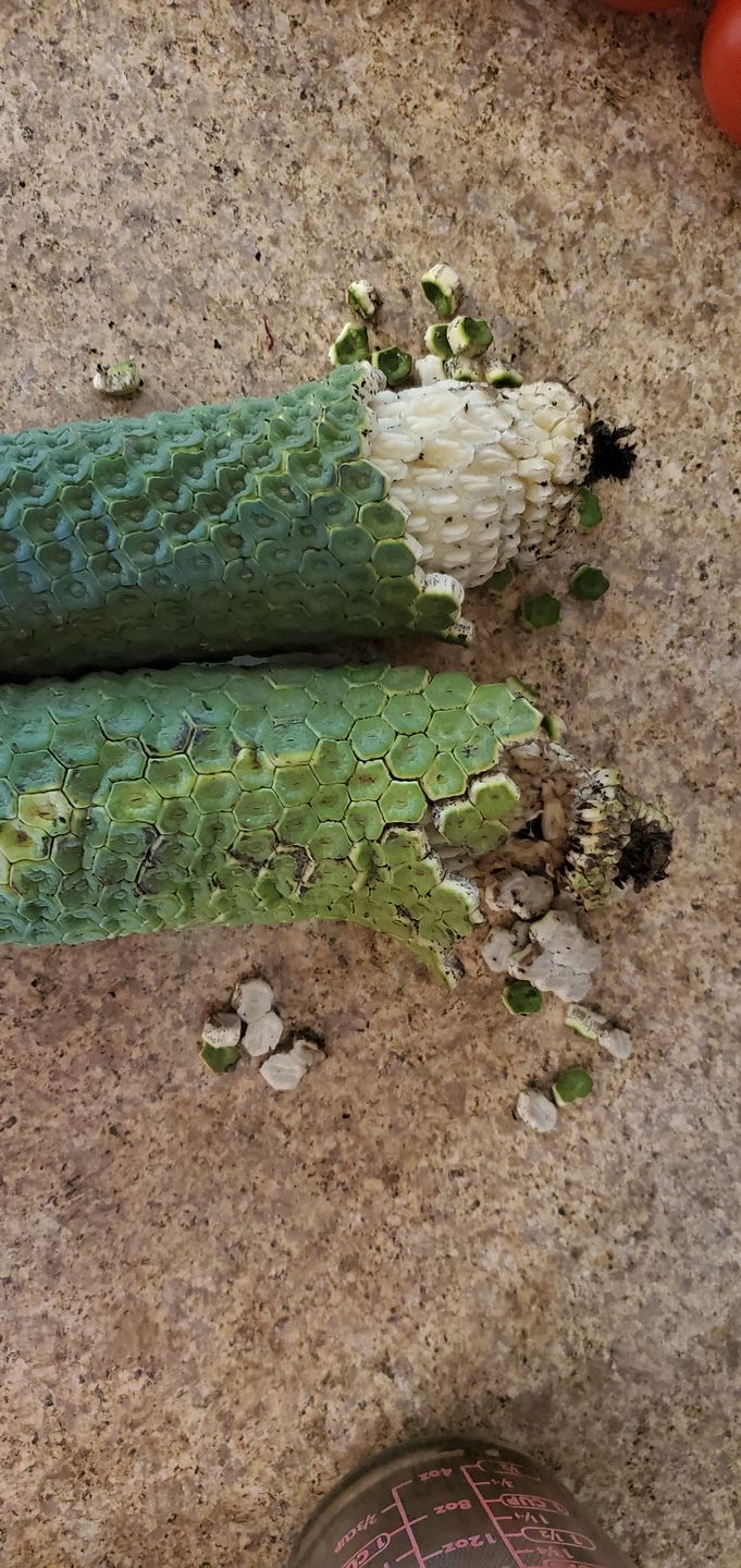 Customer photo review of Monstera Deliciosa