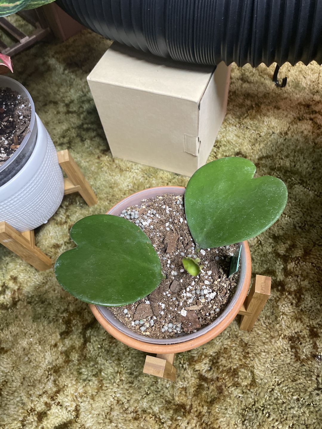 Customer photo review of 3" Hoya kerrii