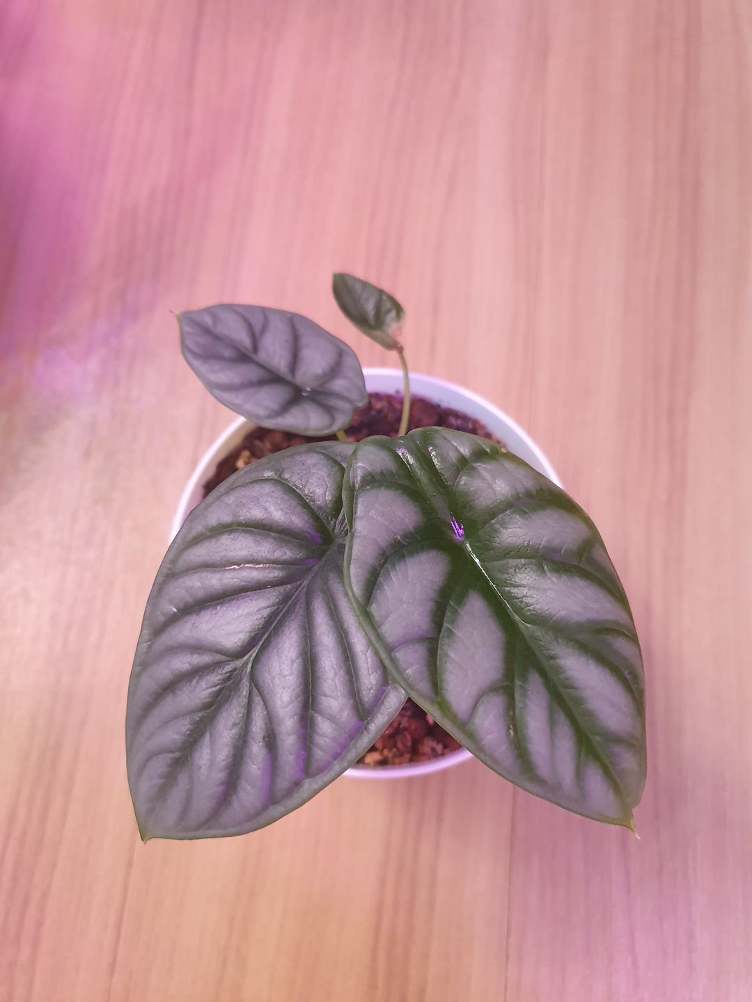 Customer photo review of ALOCASIA SILVER DRAGON