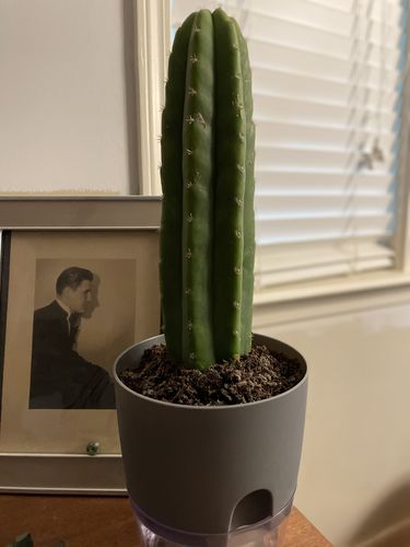 Customer photo review of San Pedro Cactus | Small | Echinopsis pachanoi