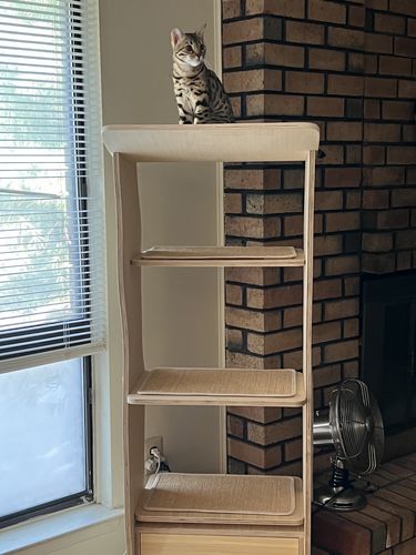 Customer photo review of Modern Jungle Cat Tree