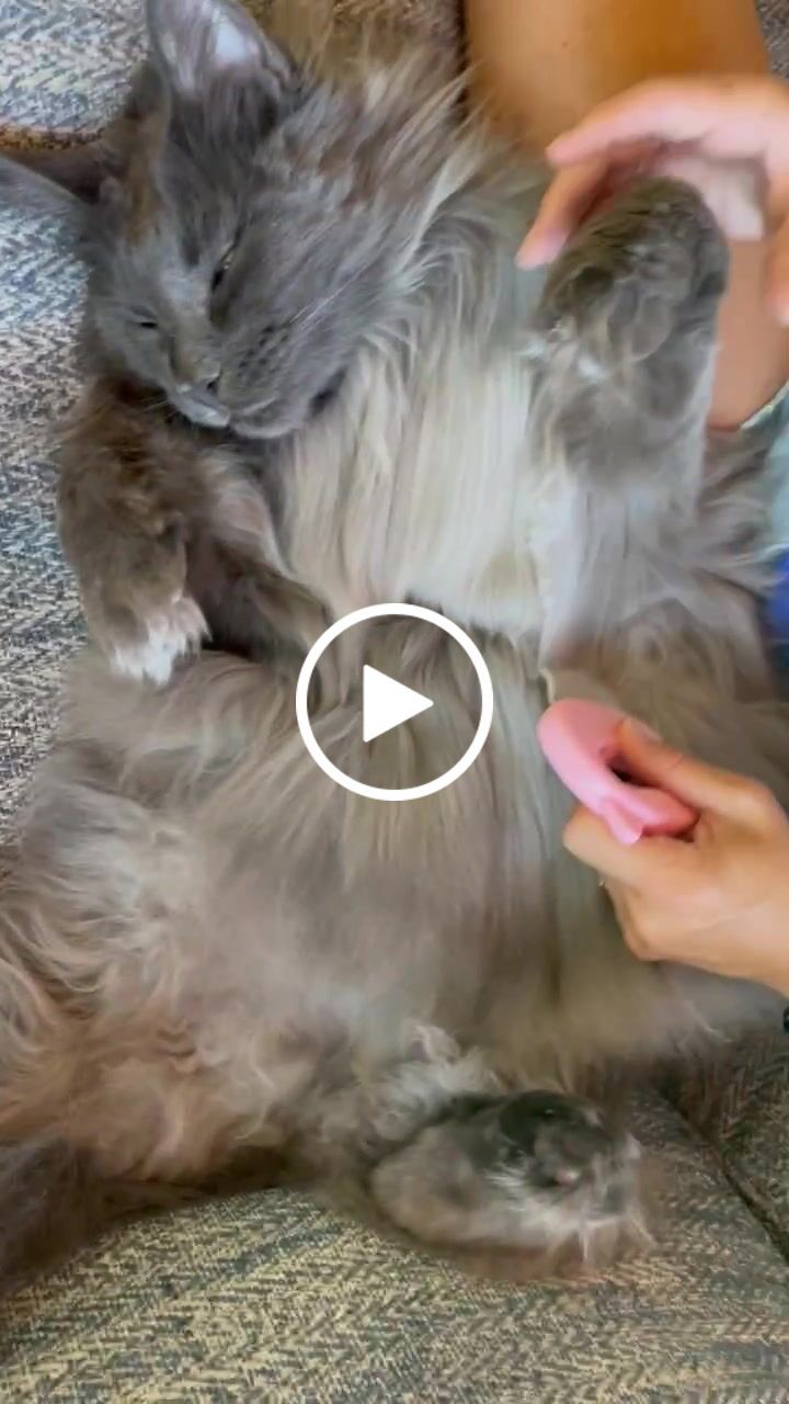 Customer video review of Cat Hair Removal Massaging Shell Comb