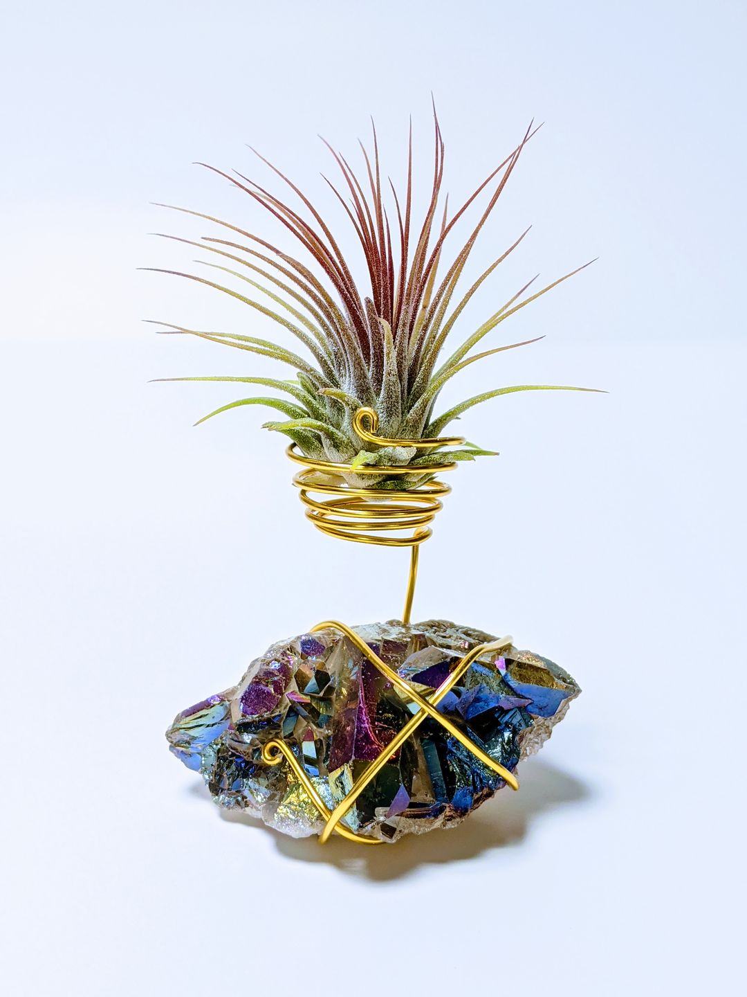 Customer photo review of Wholesale Ionantha Guatemala Medium  (Minimum Order 10)