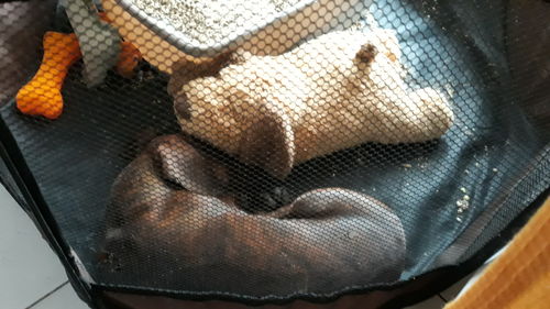 Customer photo review of Morbido Amico®- Antistress per Cani e Gatti