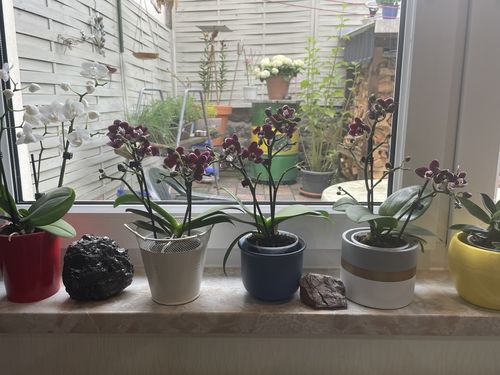 Customer photo review of Table Dance Blackpearl mit schwarzen Blüten mit 2 Stielen