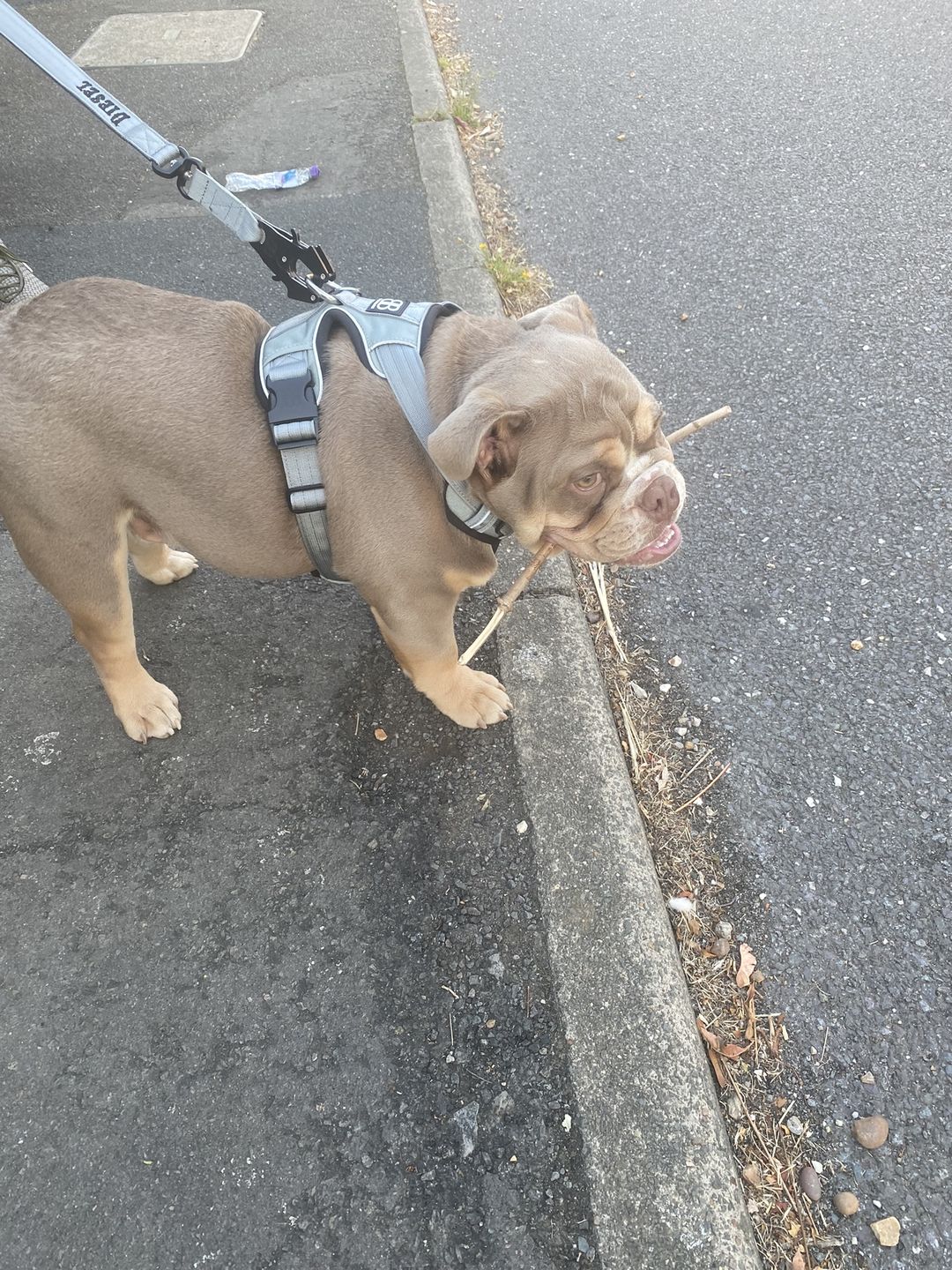 Customer photo review of 1.4m Swivel Combat Lead | Neoprene Lined, Secure Rated Clip with Soft Handle - Metal Grey