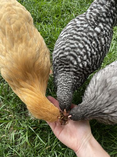 Customer photo review of GrubTerra Dried Larvae