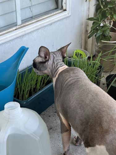 Customer photo review of 4 Cat Grass Seed Pack