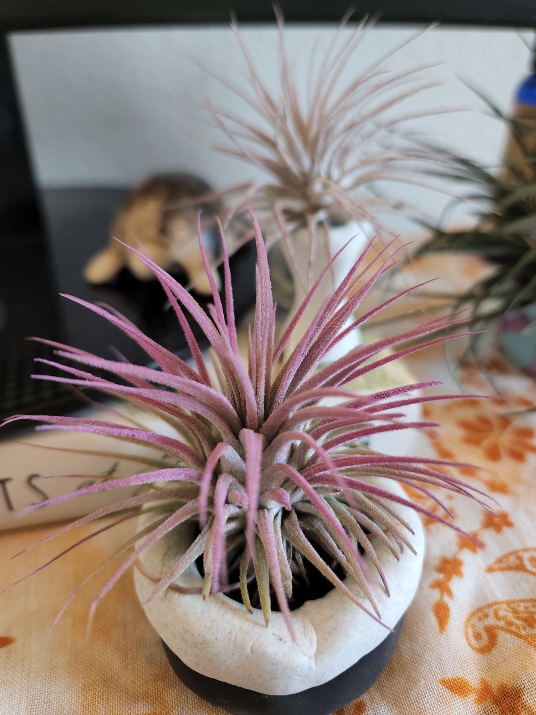 Customer photo review of Ionantha Lavender