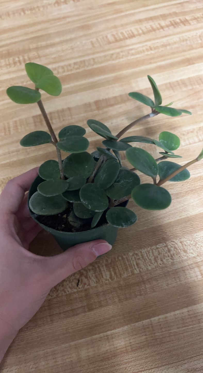 Customer photo review of 3" Peperomia 'Hope'