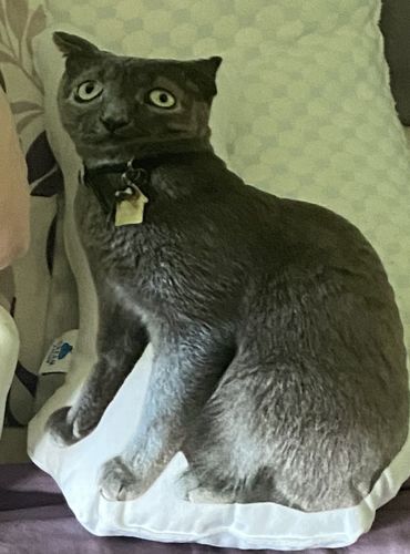 Customer photo review of Create A Custom Cat Pillow