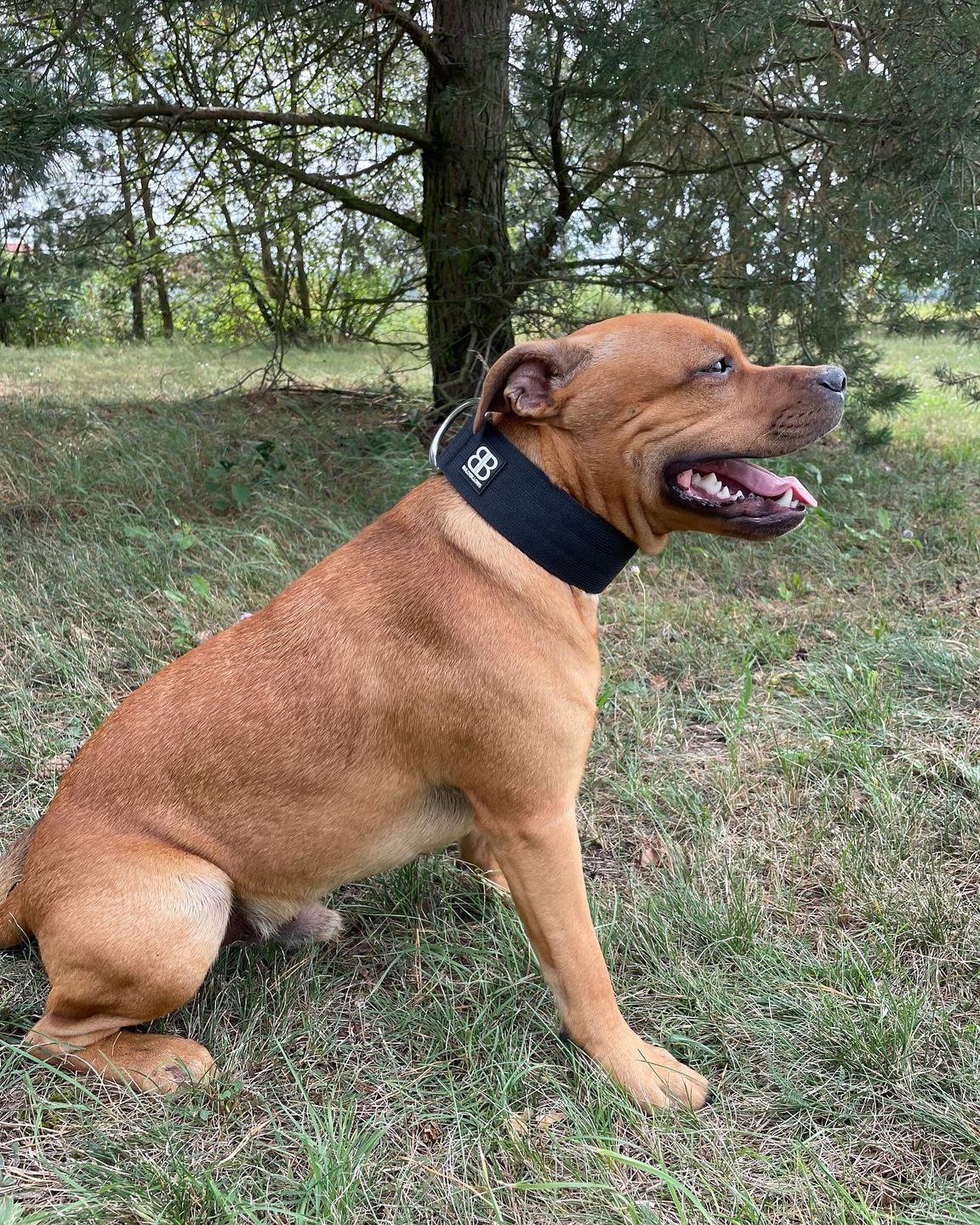 Customer photo review of 5cm Combat® Collar | Rated Clip - NO HANDLE - Black v2.0