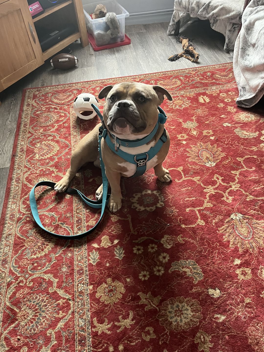 Customer photo review of TRI-Harness® | Anti-Pull, Adjustable & Durable - Dog Trainers Choice -  Light Blue v2.0