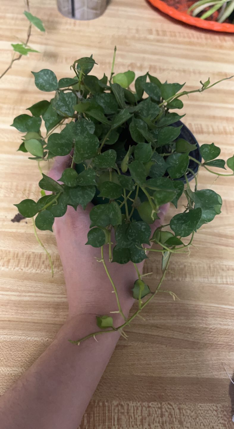 Customer photo review of 4" Hoya curtisii
