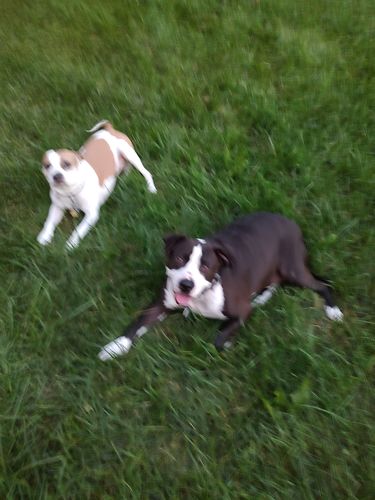 Customer photo review of Biscuits