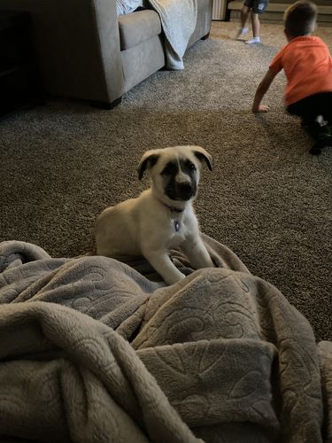 Customer photo review of Purple