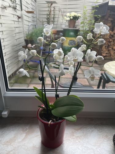 Customer photo review of Table Dance Orchideen mit weißen Blüten und 2+ Stielen im 3er Set