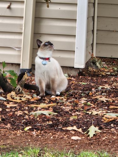 Customer photo review of Explorer