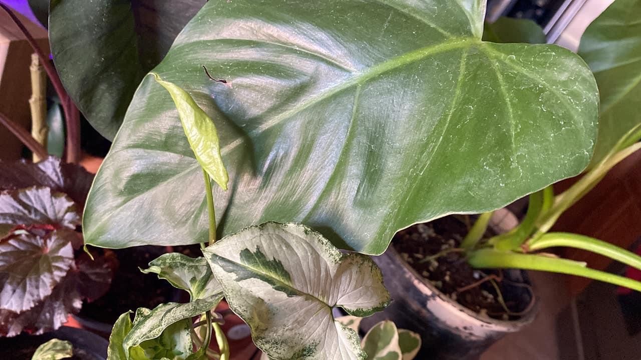 Customer photo review of 3" Syngonium podophyllum 'Three Kings'