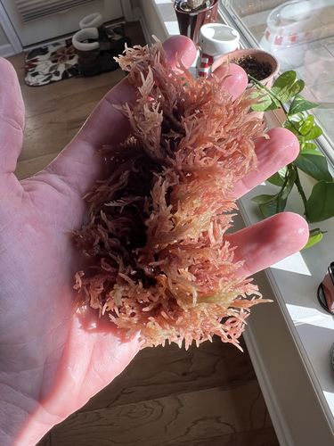 Customer photo review of The Raw Sea Moss Bundle