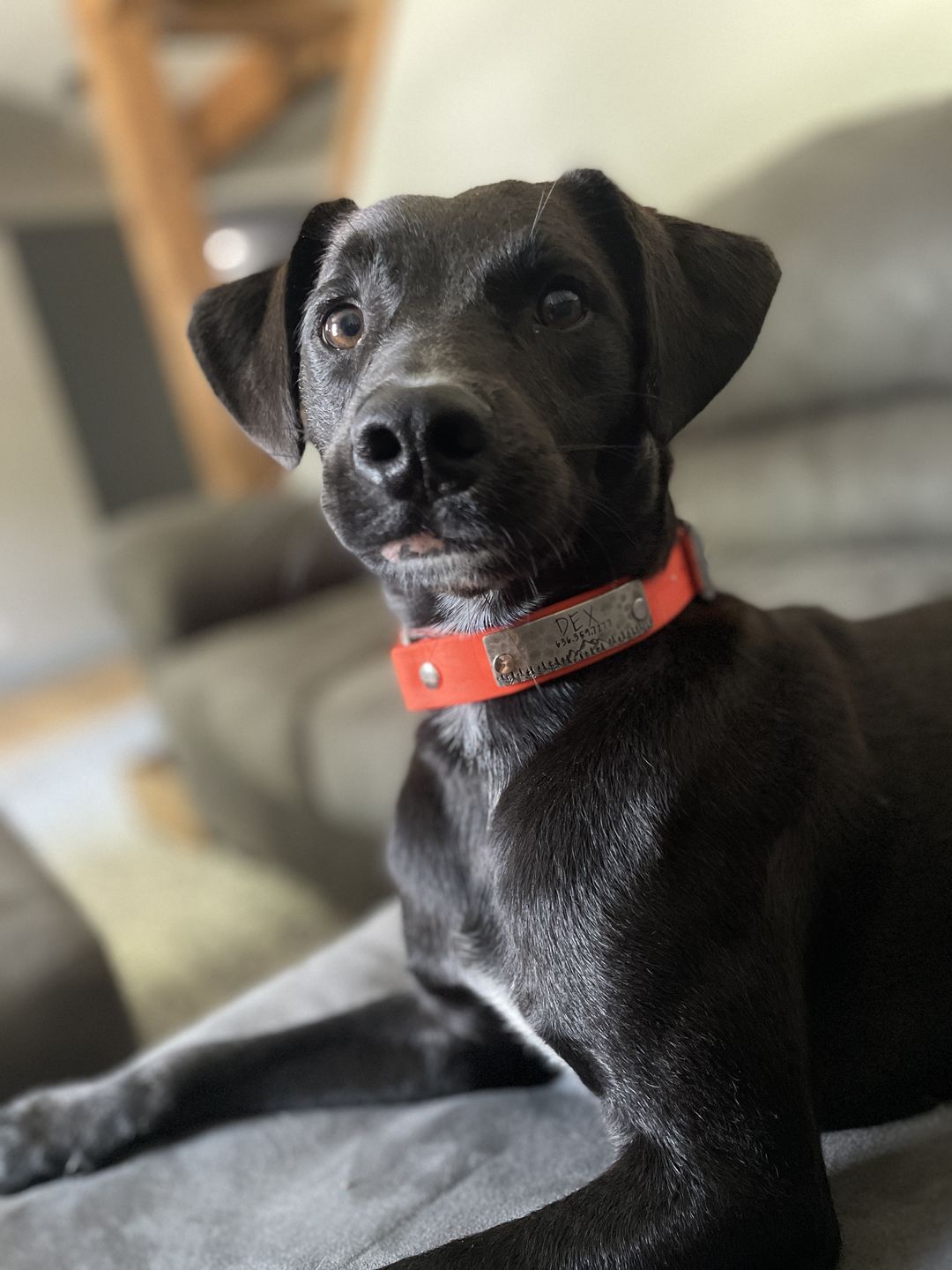Customer photo review of Rivet-On Tag