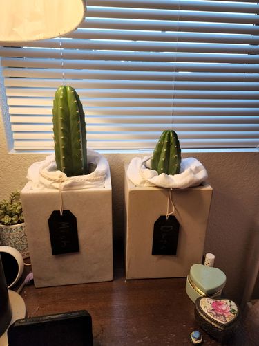 Customer photo review of San Pedro Cactus | Echinopsis pachanoi
