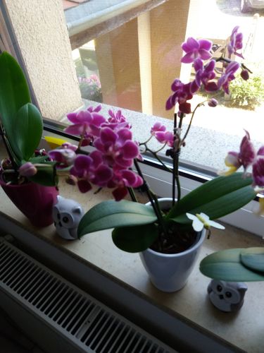 Customer photo review of Table Dance Merida mit lila Blüten und 2+ Stielen