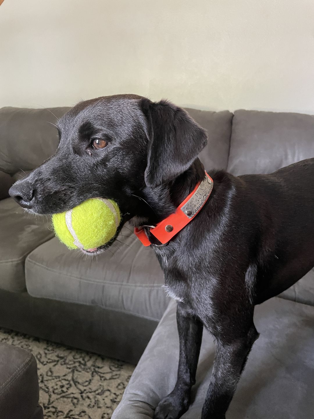 Customer photo review of Denali Center Ring Collar