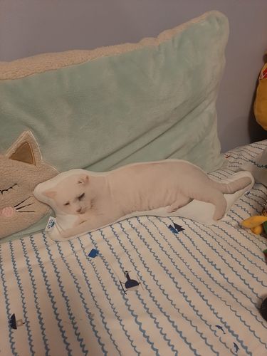 Customer photo review of Create A Custom Animal Pillow
