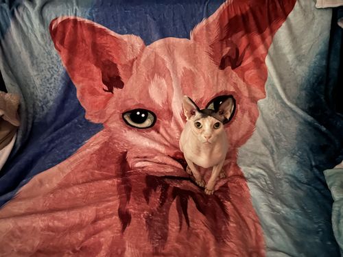 Customer photo review of Custom Pet Fleece Blanket