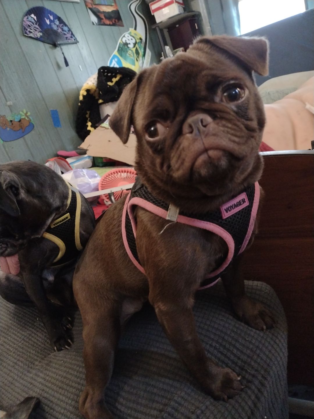 Customer photo review of Breathe Easy Respiratory Support for Dogs - Soothes Kennel Cough, Runny Nose and Dog Flu (450 Pills)