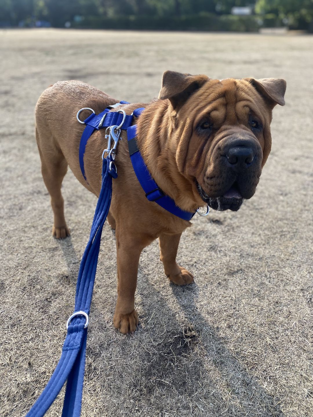 Customer photo review of Double Ended Training Lead | All Breeds - Durable & Soft 2m Lead - Blue