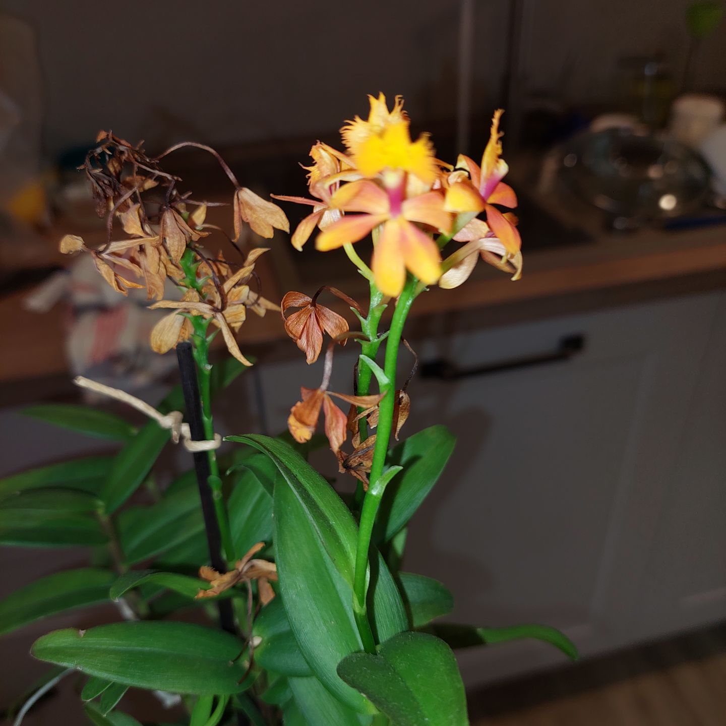 Customer photo review of Epidendrum Nordic Fire Dauerblüher mit orangener Blüte