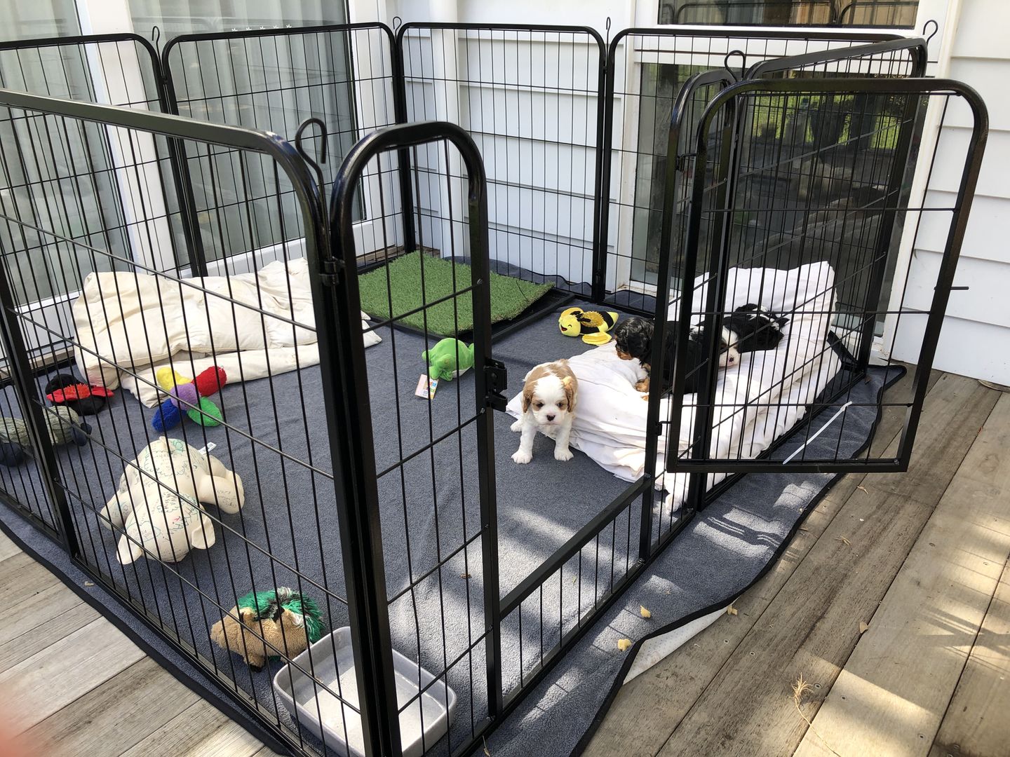 Customer photo review of PaWz 8 Panel Pet Dog Playpen