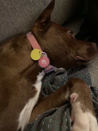 Customer photo review of Pink