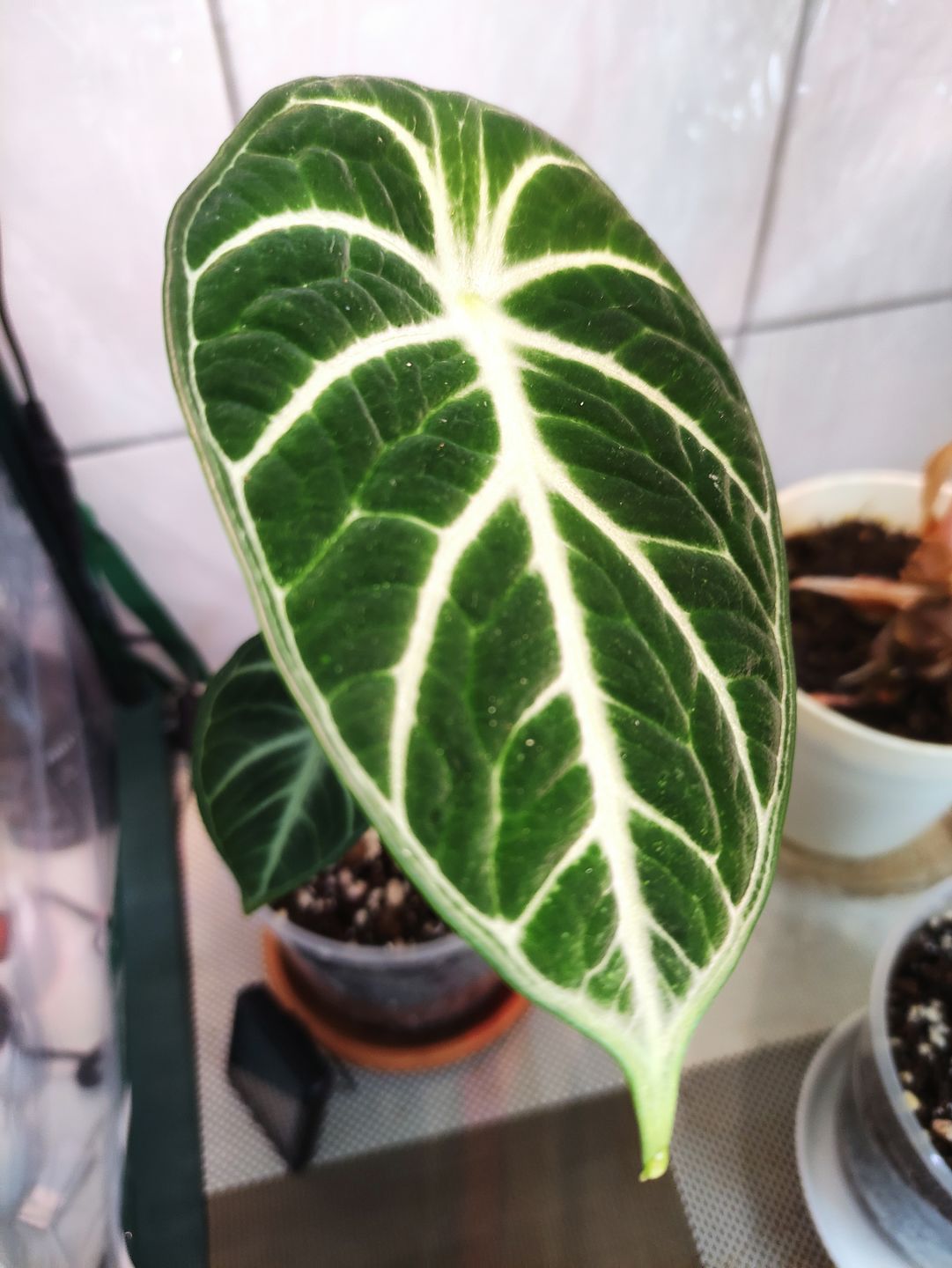 Customer photo review of ALOCASIA BLACK VELVET
