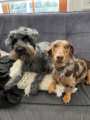 Customer photo review of Hemp Seed Oil for Dogs (200ml)
