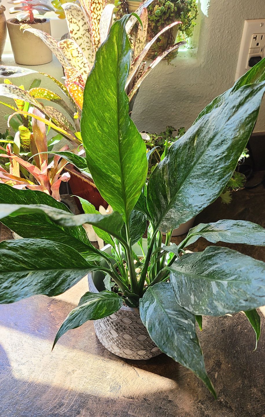 Customer photo review of 4" Spathiphyllum 'Domino'
