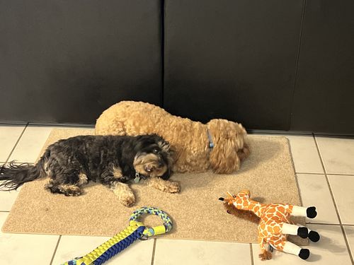Customer photo review of Puppy Chews