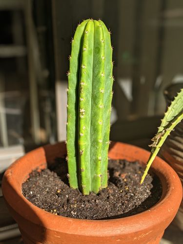 Customer photo review of San Pedro Cactus | Small | Echinopsis pachanoi