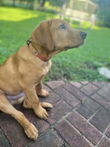 Customer photo review of Terracotta Collar