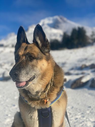 Customer photo review of 'Viking Warrior' Personalized Pet Canvas